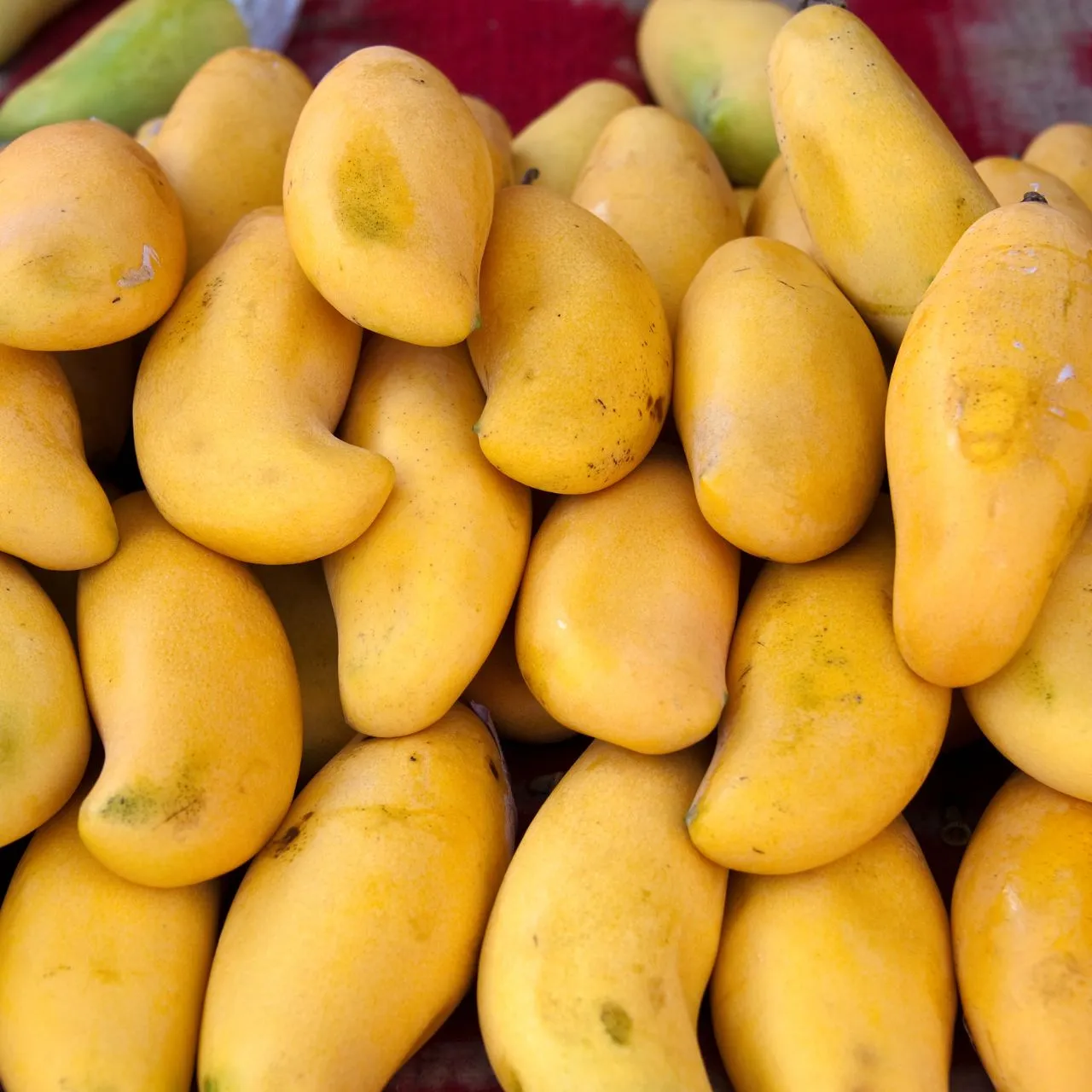 Sindhri Mango