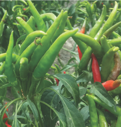 Sky Red Chili