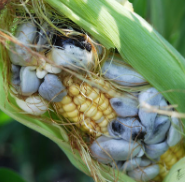 Smut of Maize