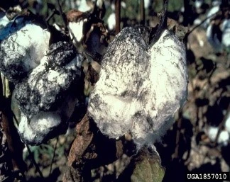 Sooty Mould Fungus