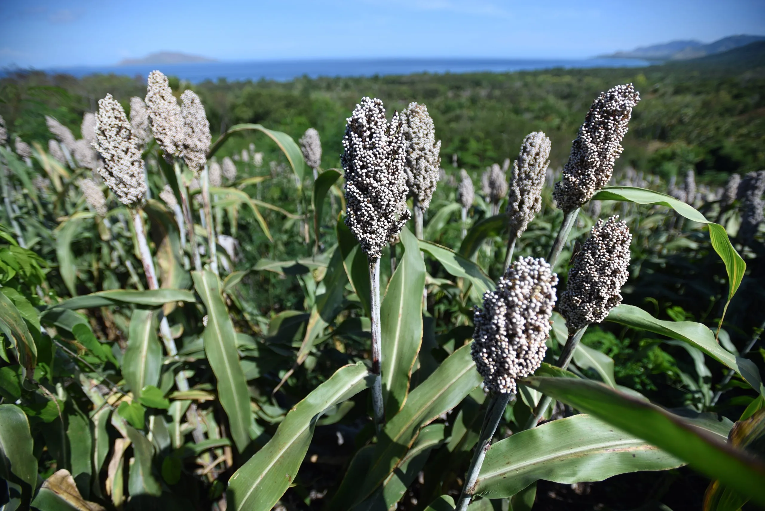 Sorghum