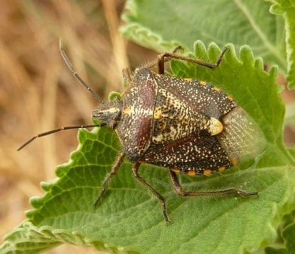 Spinola bug