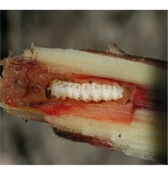 Stem Borer