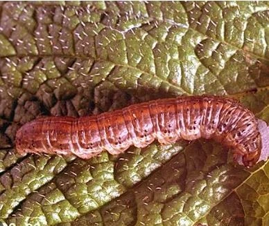 Cutworm