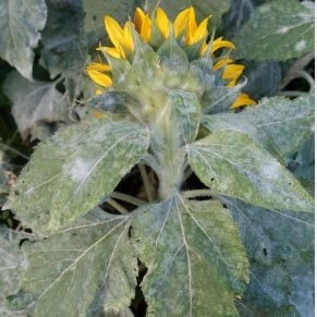 Powdery mildew