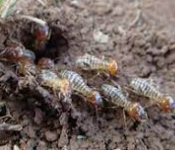 Termites