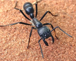 Ant