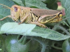 Surface grass hopper