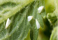 Whitefly