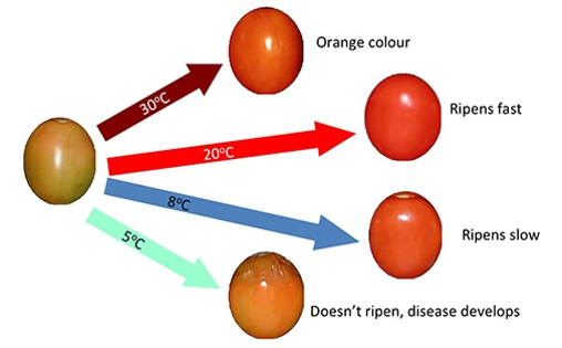 Tomato climate