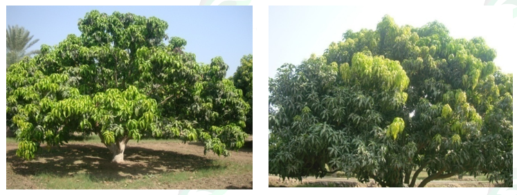 Vegetative Growth