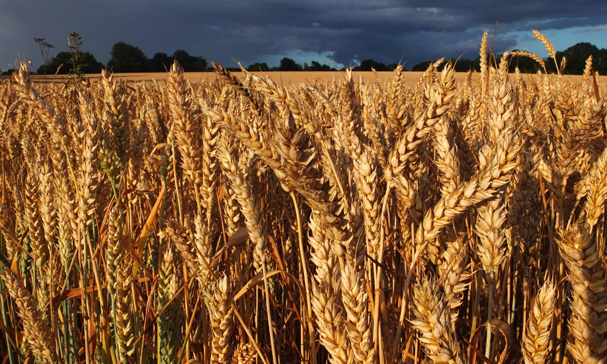 Wheat