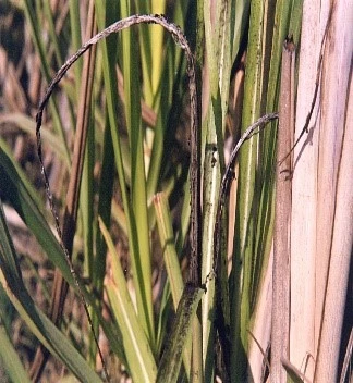 Whip smut in sugarcane