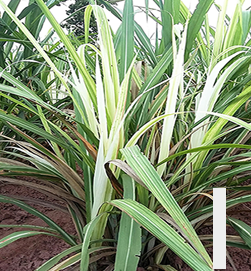 White Leaf Disease in sugarcane