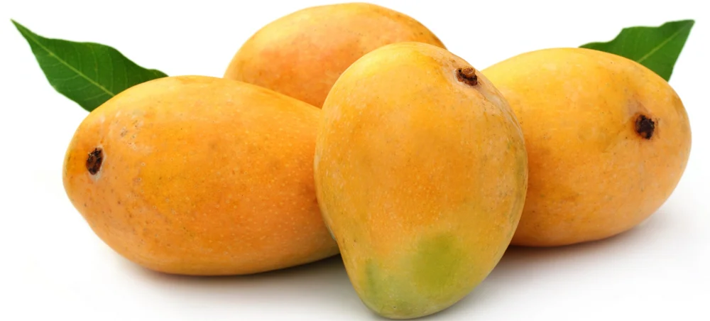 Yakta Mango