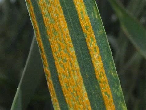 Yellow Rust of Wheat