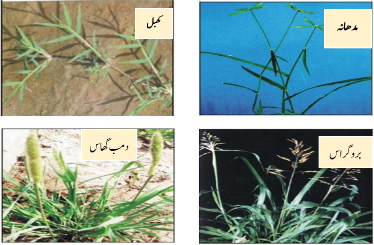 Collage Image